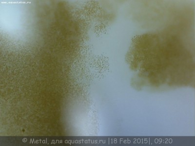 Помогите подобрать микроскоп по аквариумистике 21 Июль 2018 08:59 третье Помогите подобрать микроскоп по аквариумистике 21 Июль 2018 08:59 третье