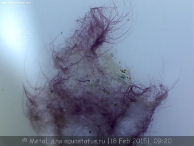 Помогите подобрать микроскоп по аквариумистике 21 Июль 2018 08:59 второе Помогите подобрать микроскоп по аквариумистике 21 Июль 2018 08:59 второе