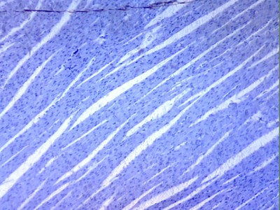 Удивительные фотографии под микроскопом 16 Август 2013 15:22 первое Удивительные фотографии под микроскопом 16 Август 2013 15:22 первое