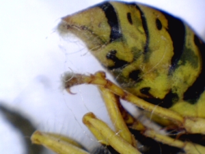 Удивительные фотографии под микроскопом 20 Март 2013 16:55 первое Удивительные фотографии под микроскопом 20 Март 2013 16:55 первое