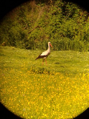 Продам Arsenal 15x70 Porro Чёрный 23 Июль 2015 00:14 первое Продам Arsenal 15x70 Porro Чёрный 23 Июль 2015 00:14 первое