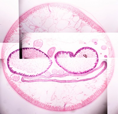 Как наилучшим образом сшить несколько изображений 17 Июнь 2016 16:50 первое Как наилучшим образом сшить несколько изображений 17 Июнь 2016 16:50 первое